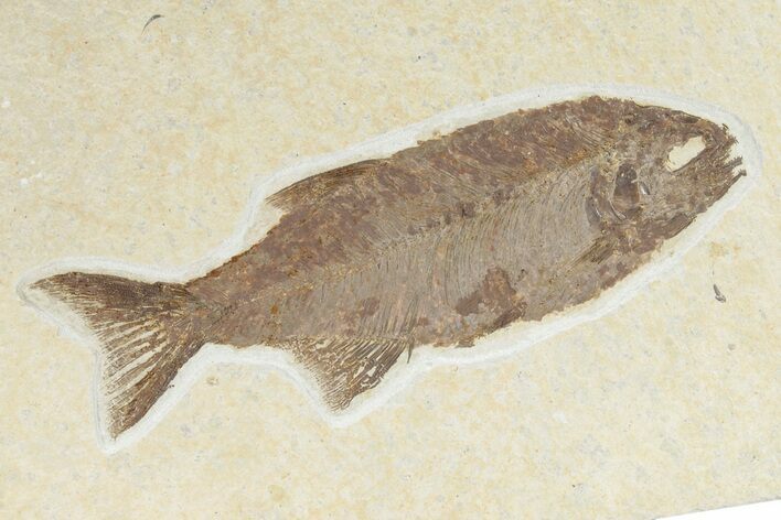 Rare Fossil Mooneye Fish (Eohiodon) - Wyoming #281110